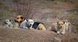 бродячие собаки стая