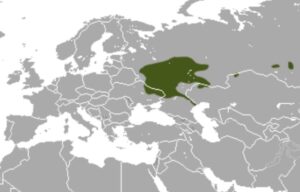 ареал распространения русской выхухоли