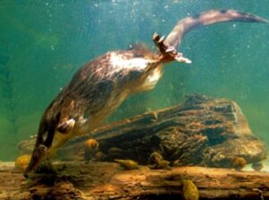 выхухоль в воде