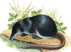 рисунок русской выхухоли