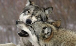 собаки произошли от двух разных популяций волков