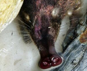 мордочка выхухоли